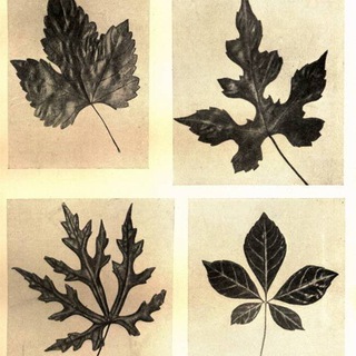 Логотип @vinesuffering - Страдание лозы