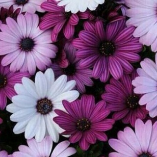 Логотип @vip_telegramotnost - VIP КУРСЫ💞