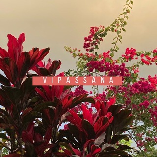 Логотип @vipassanaretreat - V I P A S S A N A [випассана]
