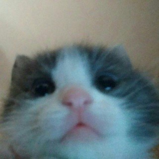 Логотип @vishnevyvareniki - вареники с вишней