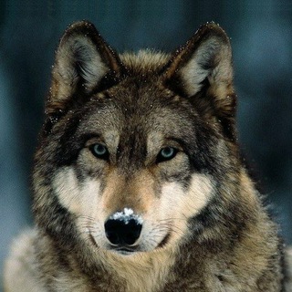 Логотип @visionariox - Seguidores de EL LOBO ESTEPARIO