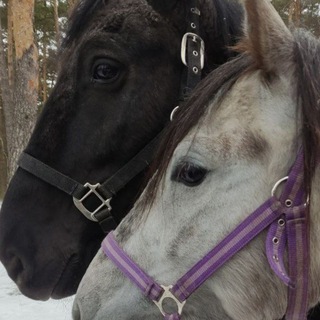 Логотип @visiting_horses - В гостях у конях 🧡