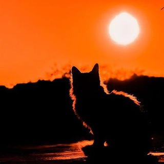 Логотип @vitaitaliana7 - Новый Мировой Бардак