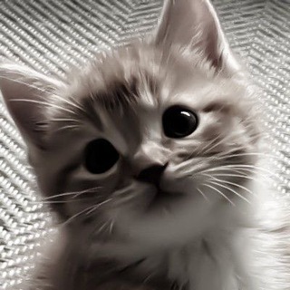 Логотип @vitushavik - VITUSHA