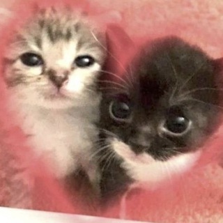 Логотип @viveni - m&m