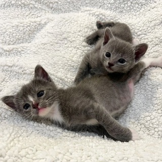 Логотип @viwwtg - черничный чизкейк