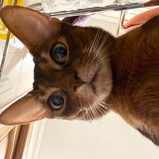 Логотип @vjkgirl - Анастейша🥂