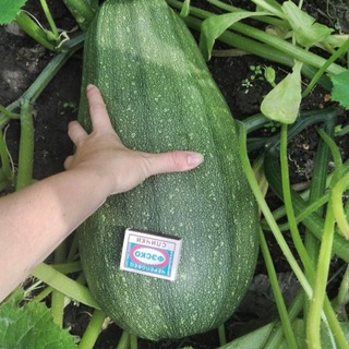 Логотип @vkabachkes - Кабачок