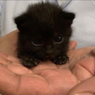 Логотип @vkusvodki - /!