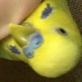 Логотип @Vladochka_bot - Владочка :3