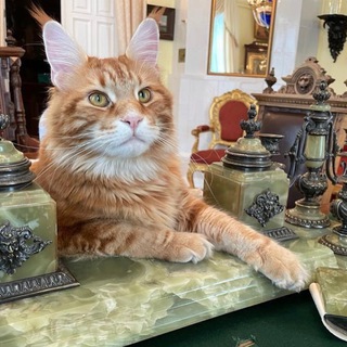 Логотип @vladyka_the_cat - Кот Владыка