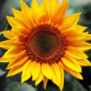 Логотип @vmestesaratov - ❤ВМЕСТЕ до ПОБЕДЫ❤️