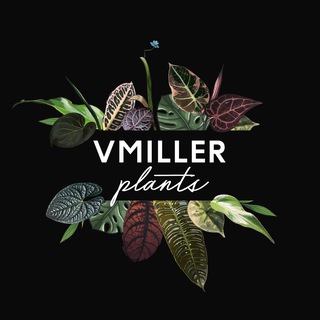 Логотип @vmillerplants - VMILLER plants🌱