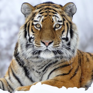 Логотип @vmiredikihzhivotnyh - Мир Животных