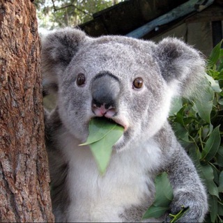 Логотип @vmirezhivotnyh01 - В мире животных