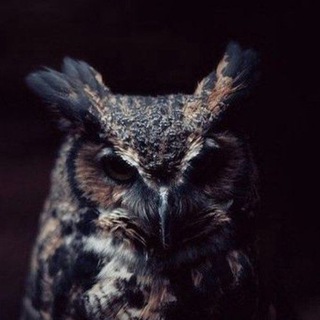 Логотип @vmomotova2022 - Правовая Школа