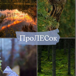 Логотип @vo_lecy_vo_bory - Лес./ ПроЛЕСок.