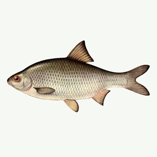 Логотип @voblast - Вобла