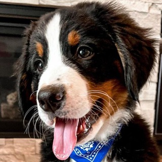 Логотип @voce_bernese - Bernese Mountain Dog