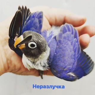 Логотип @vodiy_qushbozori - 👉👉НЕРАЗЛУЧКА👈👈