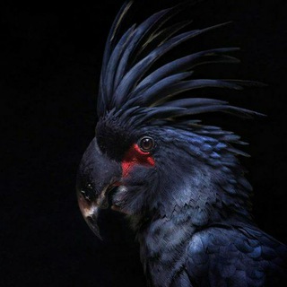 Логотип @vois2021 - Факторія