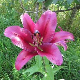 Логотип @vokrugzveta - Вокруг цвета