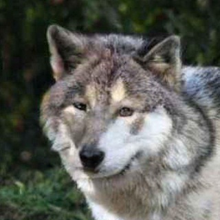 Логотип @volchkitorchki - Волк Wolf