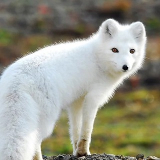 Логотип @volci_volgograda - Волки Волгограда