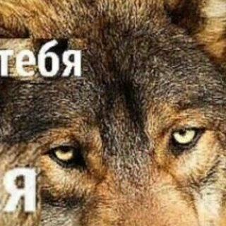 Логотип @volkchannel - никогда у тебя сил нет сдавайся