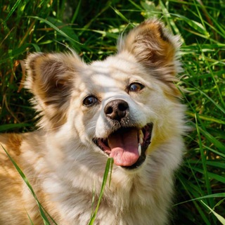 Логотип @volki_v_les_uehali - Волки в лес уехали