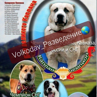 Логотип @volko777 - 𝕍𝕠𝕝𝕜𝕠𝕕𝕒𝕧_ⓅⓐзⒷⓔдⓔⒽиⓔ🌎