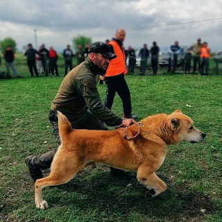 Логотип @volkodav_sport1 - Волкодавы спорт