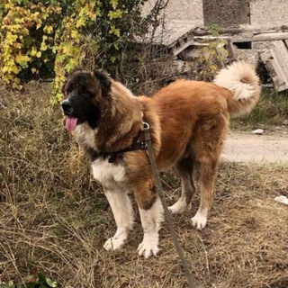 Логотип @volkodavy67 - Volkodavy_rk_kz