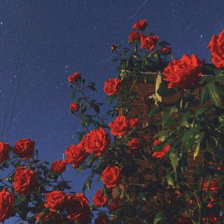 Логотип @volkovvaa00 - мысли вслух 💭