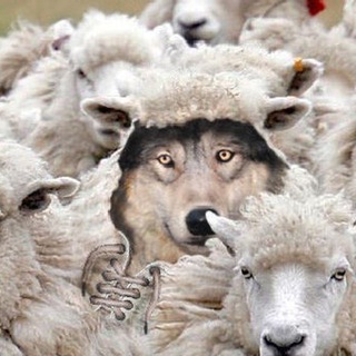 Логотип @volkyiovcy - Волки и "Овцы"