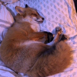 Логотип @volnaognya_chat - нора лисёнка🦊болтовня