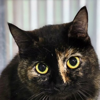 Логотип @volonte126 - Четыре Лапы