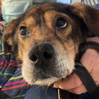 Логотип @volov_lo76 - volov_lo76 Наша жизнь с лохматыми