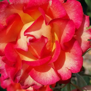 Логотип @volshebnitsa_magic - Симорон. Исполнение желаний. Аффирмации