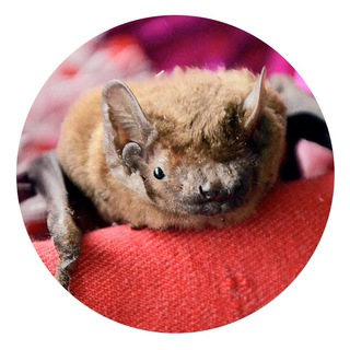 Логотип @volunteersbrcfe - Bat community