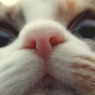 Логотип @vonyaesh - Воняешь!