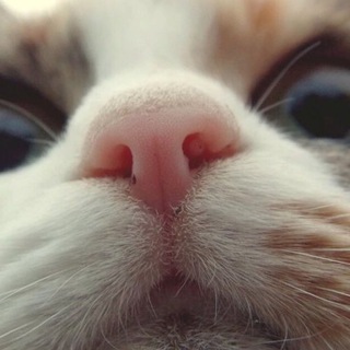 Логотип @vonyaesh_chat - Воняешь! Chat