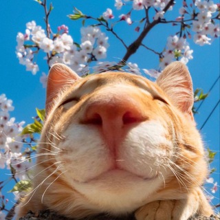 Логотип @voop_cats - випуклі коти