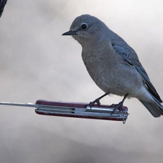 Логотип @vorabeyskfo - ВорАбей СКФО