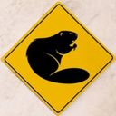 Ворчание бобра