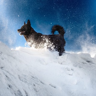 Логотип @vorkutapriyut - Помощь бездомным животным Воркуты.