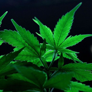 Логотип @vorovskoy_a_y_e - ✵☆》𝐕𝐨𝐫𝐨𝐯𝐬𝐤𝐨𝐲_𝐀_𝐘_𝐄《☆✵