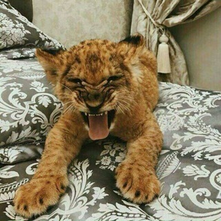 Логотип @vorzakonlar99 - 💪💪Taniwuv chati💪💪