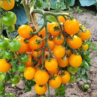 Логотип @vosodulivogorode - Дачные соседи | Сад | Огород🍒🌼🥬