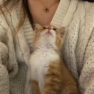 Логотип @vostok_veter - ᯏ . домик котят ౨ৎ